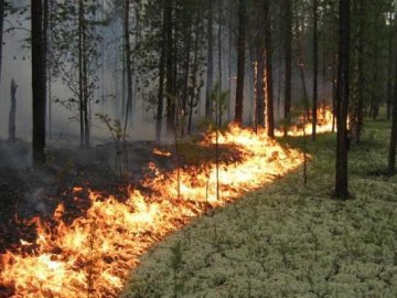 У Ратнівському районі лісівники вчасно ліквідували пожежу