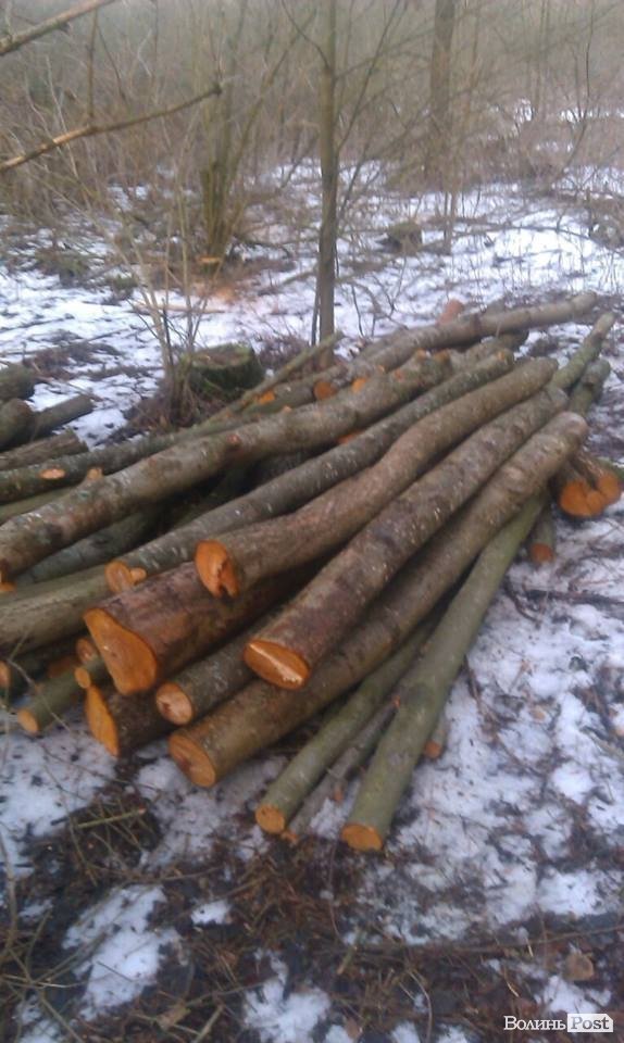 «Айдар» на Волині ловить крадіїв лісу. ФОТОРЕПОРТАЖ