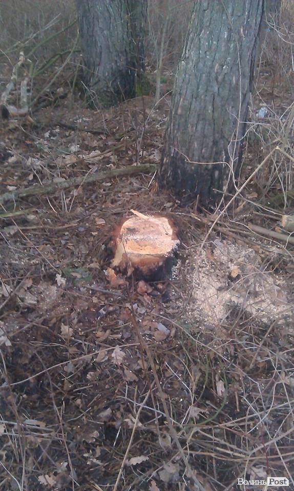 «Айдар» на Волині ловить крадіїв лісу. ФОТОРЕПОРТАЖ