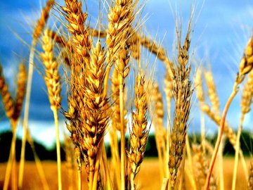 Погода у Луцьку та Волинській області на завтра, 3 серпня