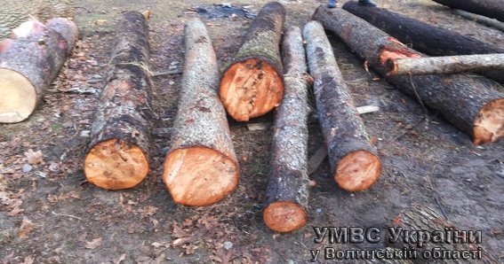 За крадену деревину волиняни можуть «сісти» на п'ять років. ФОТО