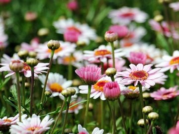 Якою буде погода в Луцьку та Волинській області у вівторок, 9 червня