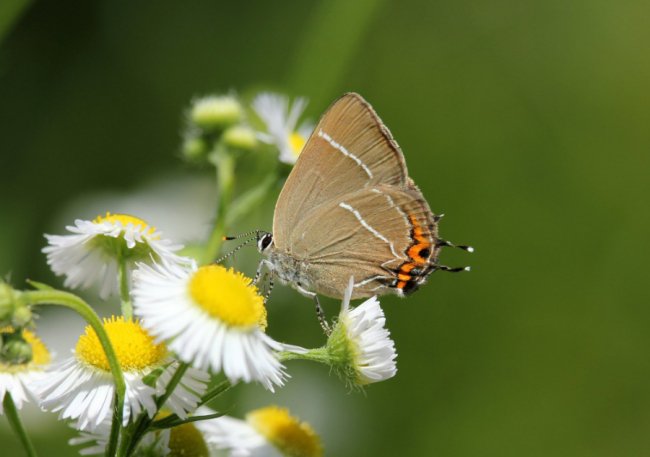 Дивовижні світлини метеликів в об’єктиві волинського фотографа