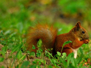 Осіння акварель в об'єктиві: дивовижні фото Луцька