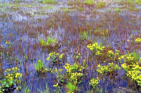 Лісова пісня озерного Полісся. ФОТО