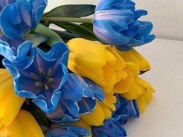 Добрі новини від ВолиньPost за 10 березня 