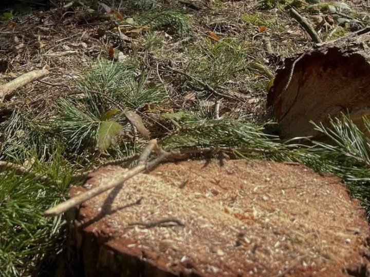 На Волині незаконно вирубали більше тисячі дерев: збитки сягають майже 9,5 млн гривень
