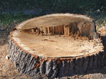 На Волині чоловік вкрав дуб з двору приватного будинку