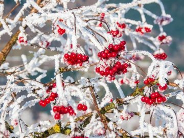 Минулий рік був найтеплішим у Луцьку за всю історію спостережень