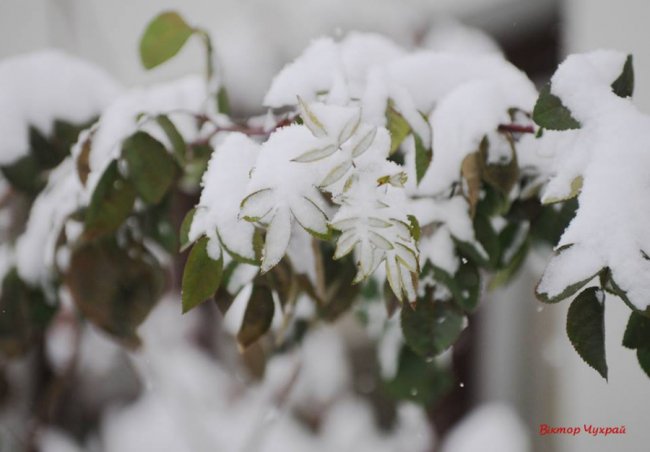 Старе місто у Луцьку накрило сніговою периною. ФОТО