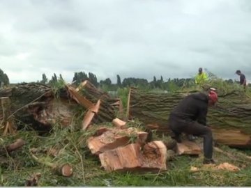 Повалені дерева та обірвані електролінії: наслідки негоди у Ковелі. ВІДЕО