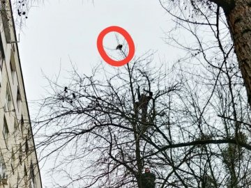 У Луцьку відчайдушні рятувальники зняли кота з височезного дерева. ФОТО, ВІДЕО
