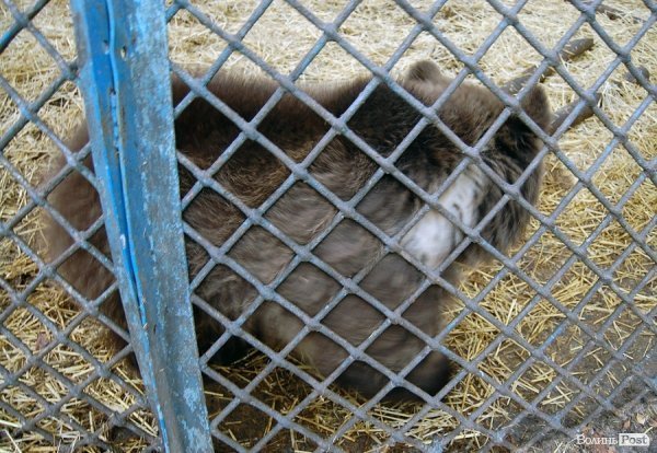 Іноземці забрали ведмежа із луцького зоопарку. ФОТО. ВІДЕО