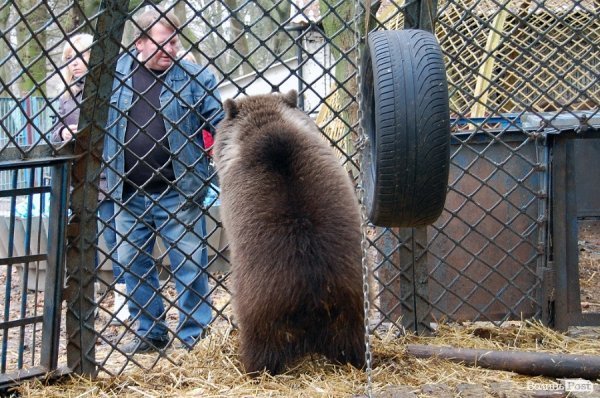 Іноземці забрали ведмежа із луцького зоопарку. ФОТО. ВІДЕО