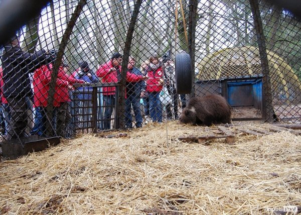 Іноземці забрали ведмежа із луцького зоопарку. ФОТО. ВІДЕО