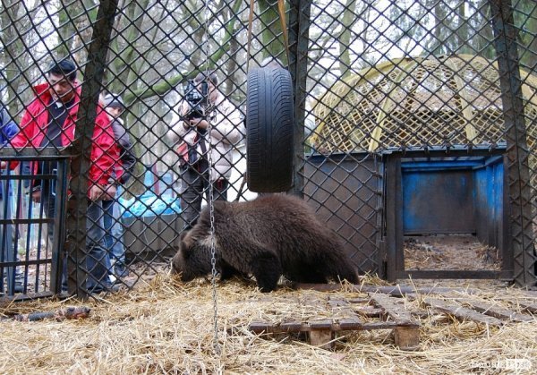 Іноземці забрали ведмежа із луцького зоопарку. ФОТО. ВІДЕО
