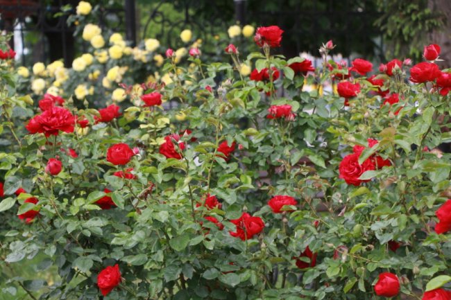 Неповторна атмосфера: біля луцького собору зацвіла тисяча троянд. ФОТО