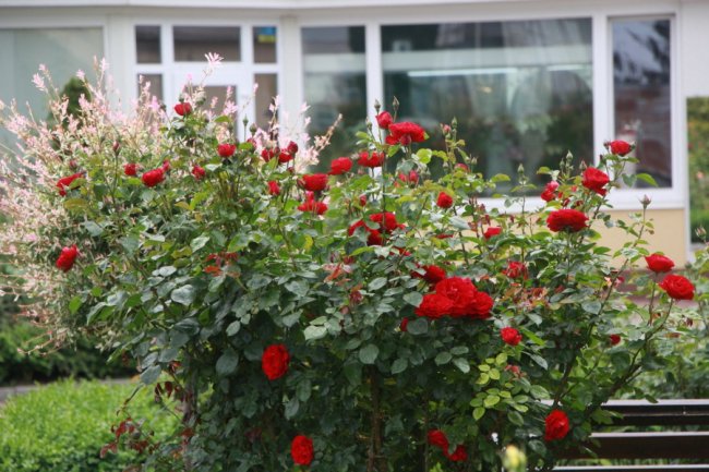 Неповторна атмосфера: біля луцького собору зацвіла тисяча троянд. ФОТО