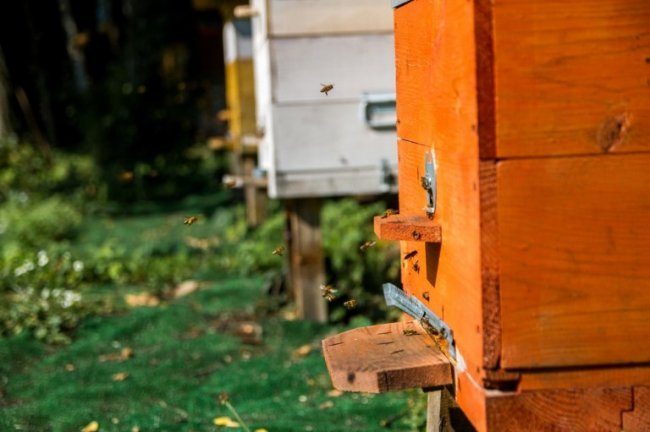 У лісах Волині – майже 2 тисячі вуликів. ФОТО