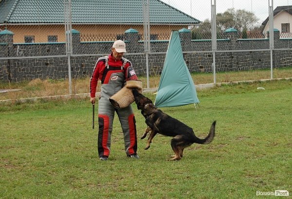 У Луцьку влаштували собаче свято. ФОТО