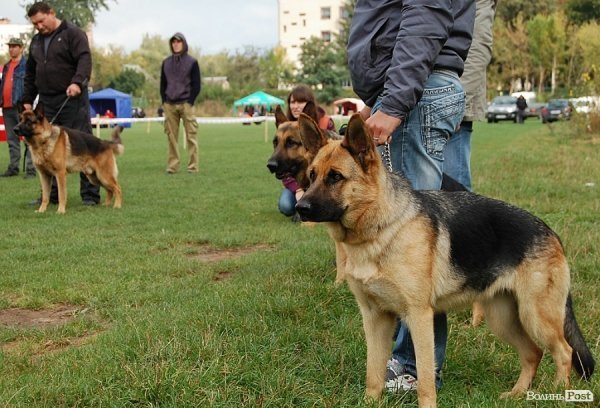 У Луцьку влаштували собаче свято. ФОТО