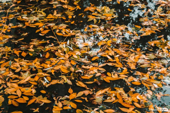 Похмура осінь у Луцьку. ФОТО