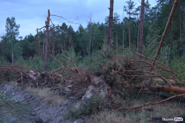На Волині буревієм повалило дерева. ФОТО