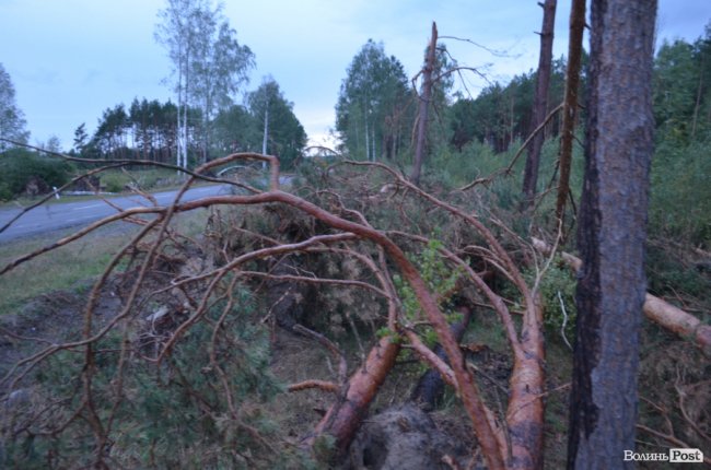 На Волині буревієм повалило дерева. ФОТО