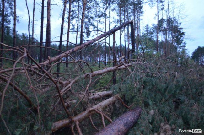 На Волині буревієм повалило дерева. ФОТО