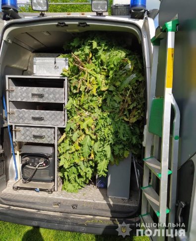 На городах волинян поліцейські знайшли  мак і коноплю. ФОТО