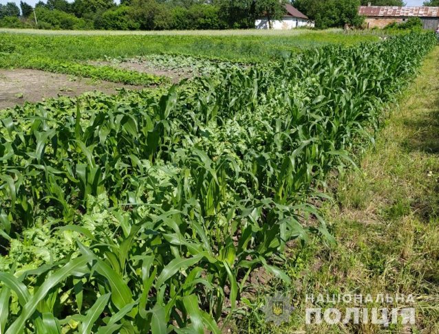 На городах волинян поліцейські знайшли  мак і коноплю. ФОТО