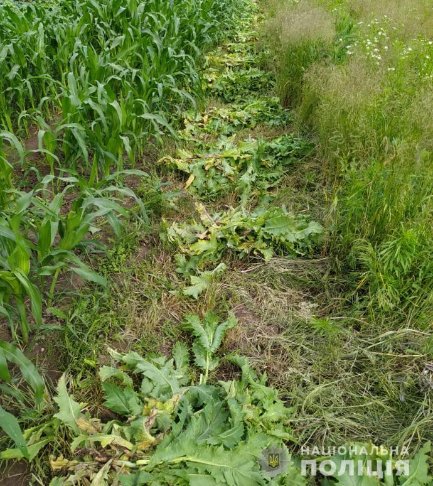На городах волинян поліцейські знайшли  мак і коноплю. ФОТО