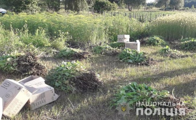 На городах волинян поліцейські знайшли  мак і коноплю. ФОТО