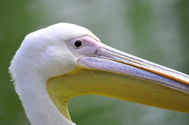 Ліниві леви і грайливі мавпочки: яскраві фото з Луцького зоопарку