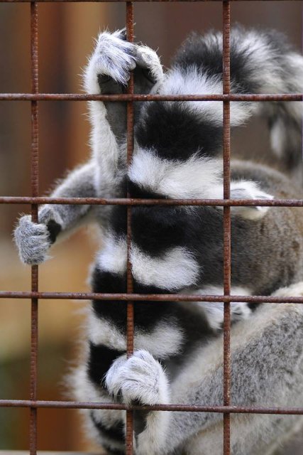 Ліниві леви і грайливі мавпочки: яскраві фото з Луцького зоопарку