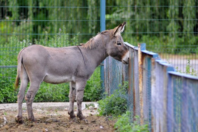 Ліниві леви і грайливі мавпочки: яскраві фото з Луцького зоопарку