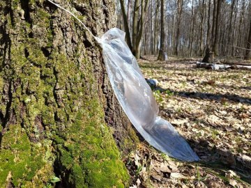 На Волині триває сезон заготівлі березового соку