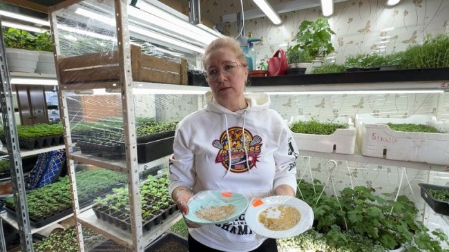 300 тисяч насінин за сезон: подружжя з Волині поділилися секретами вирощування розсади