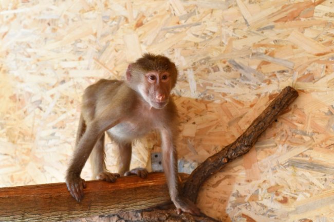 У Луцькому зоопарку – нові мешканці. ФОТО