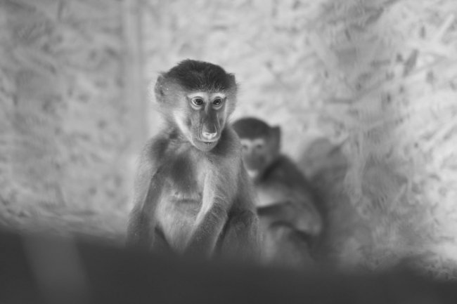 У Луцькому зоопарку – нові мешканці. ФОТО