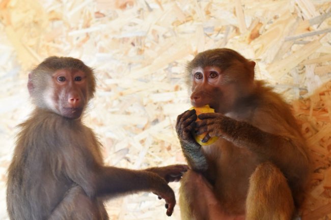 У Луцькому зоопарку – нові мешканці. ФОТО