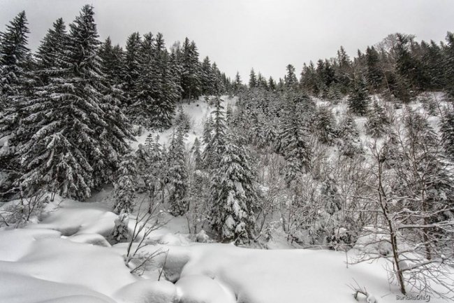 Зимова магія Карпат на світлинах луцького фотографа
