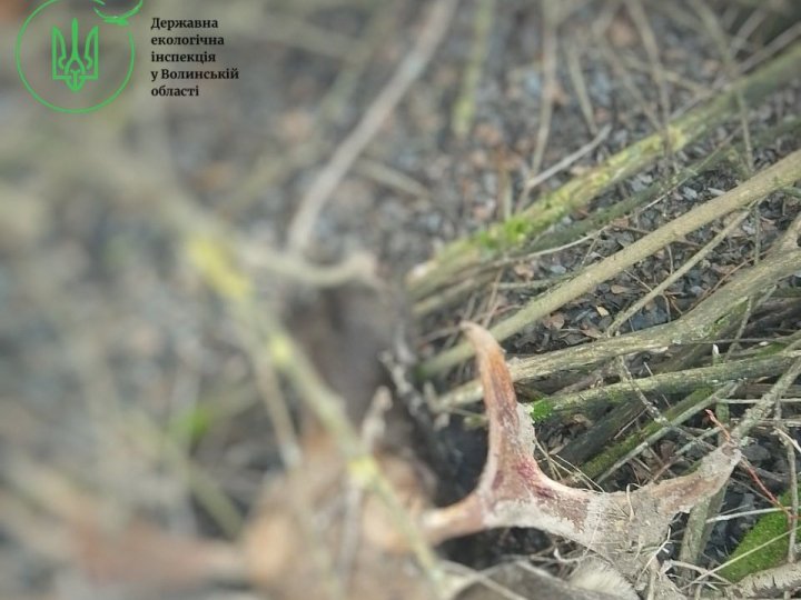 На Волині браконьєри вбили двох червонокнижних лосів