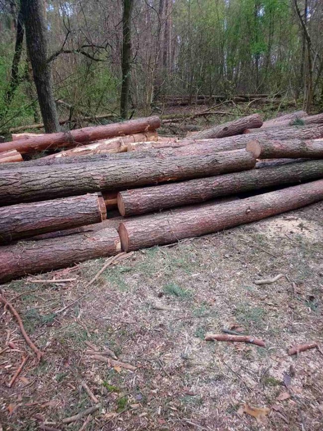 На Волині затримали чоловіка, який крав деревину з лісу