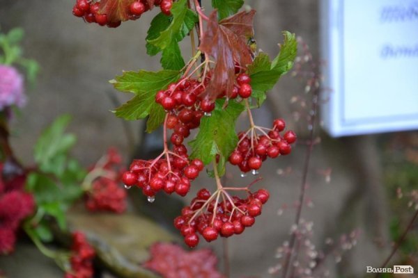 У Луцьку  - квіткова виставка до Дня Незалежності. ФОТО