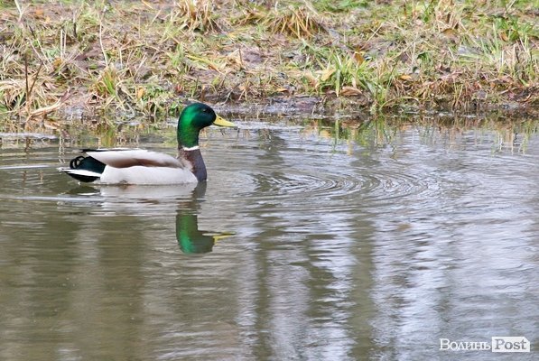 Повінь у Луцьку. ФОТО. ВІДЕО