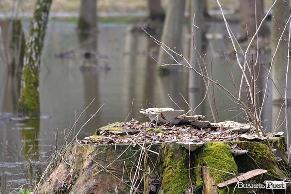 Повінь у Луцьку. ФОТО. ВІДЕО
