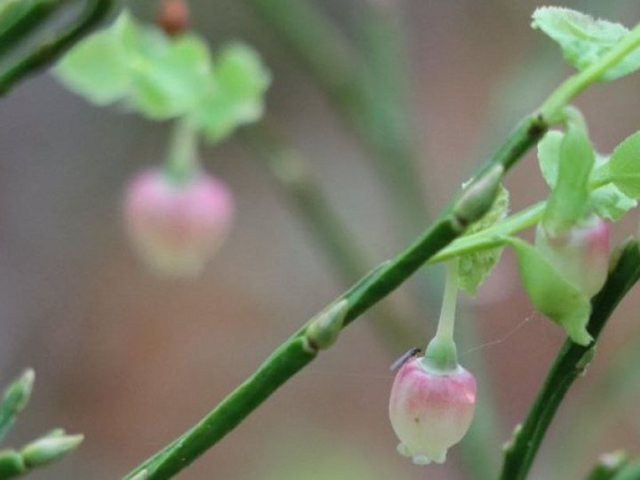 У нацпарку на Волині зафіксували аномальне цвітіння чорниці
