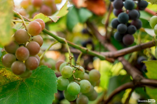 Соковиті й налиті сонцем дарунки осені: що вродило в садах і на городах лучан. ФОТО