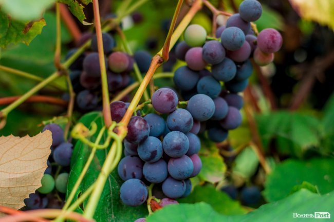 Соковиті й налиті сонцем дарунки осені: що вродило в садах і на городах лучан. ФОТО